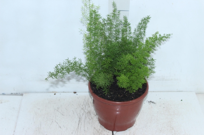 <h4>ASPARGO REAL P19</h4>