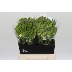 Ornithogalum Mount Fuji