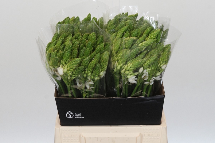 <h4>Ornithogalum Mount Fuji</h4>