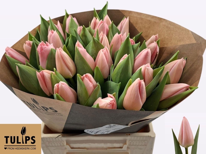 TU EN SALMON DESSERT