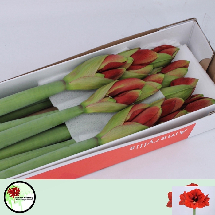 <h4>Hipp Ga Ferrari X10</h4>