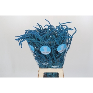 Amaranthus Yearming Desert Blue Sweden