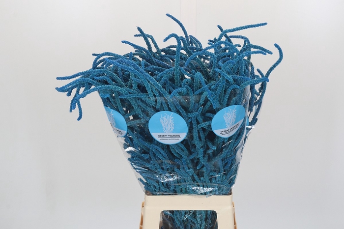 <h4>Amaranthus Yearming Desert Blue Sweden</h4>
