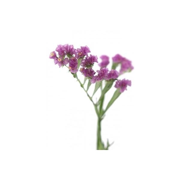 <h4>DROOG STATICE PINK/L LAVENDEL</h4>