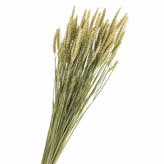 <h4>Dried Tarwe</h4>