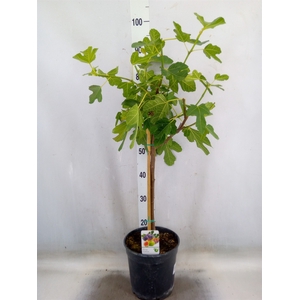 Ficus carica