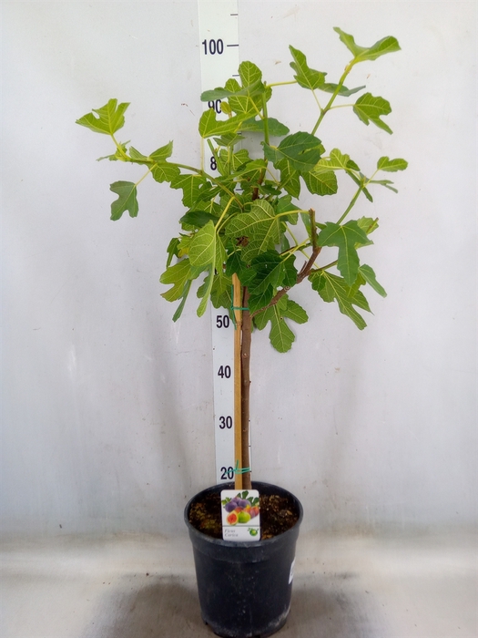 <h4>Ficus carica</h4>