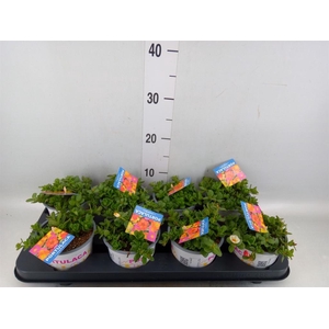 Portulaca   ...mix in pot