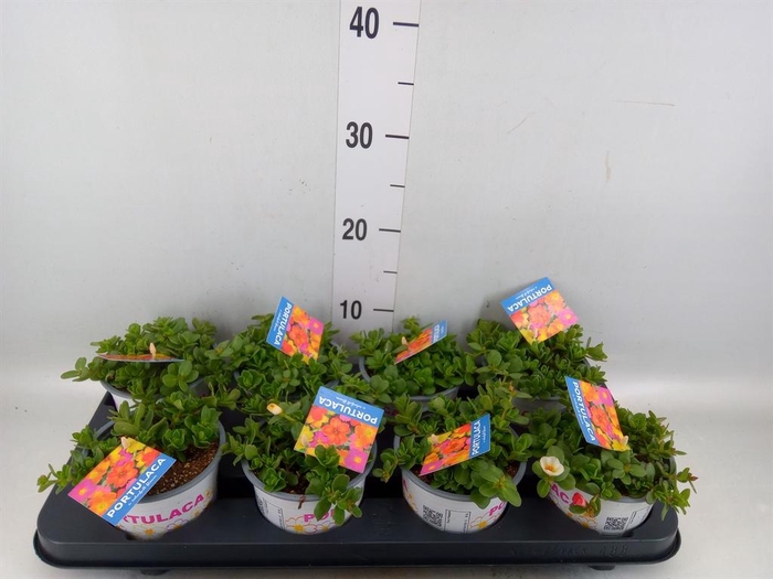 <h4>Portulaca   ...mix in pot</h4>