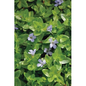 Bacopa caroliniana (11x11)