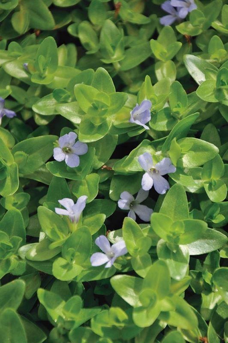 Bacopa caroliniana (11x11)