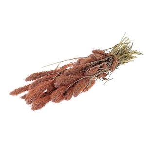 Bunch Setaria Slv L60