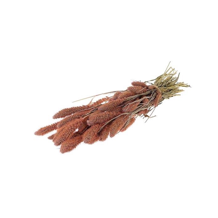 <h4>Bunch Setaria Slv L60</h4>