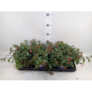 Fuchsia  'Bella Fuchsia Olivia'