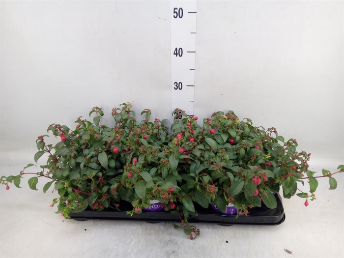 <h4>Fuchsia  'Bella Fuchsia Olivia'</h4>