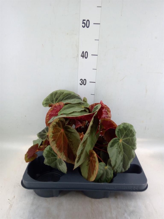 <h4>Begonia BD   ...</h4>