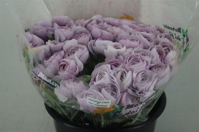 <h4>Ran Cloni Ex Nebbia</h4>