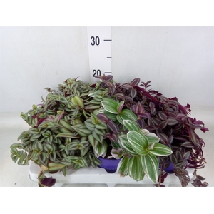 Tradescantia   ...mix