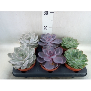 Echeveria   ...mix