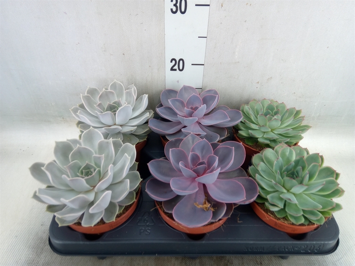 <h4>Echeveria   ...mix</h4>