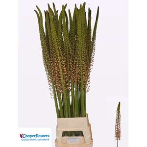 EREMURUS ROMANCE