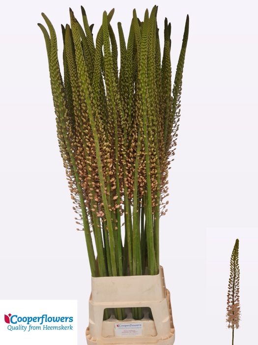<h4>EREMURUS ROMANCE</h4>