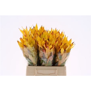 Bromeliabloem
