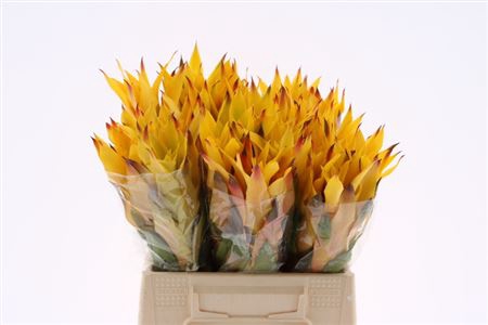 <h4>Bromeliabloem</h4>