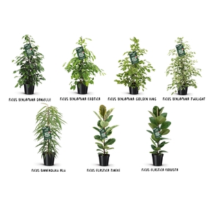 Ficus Groen mix