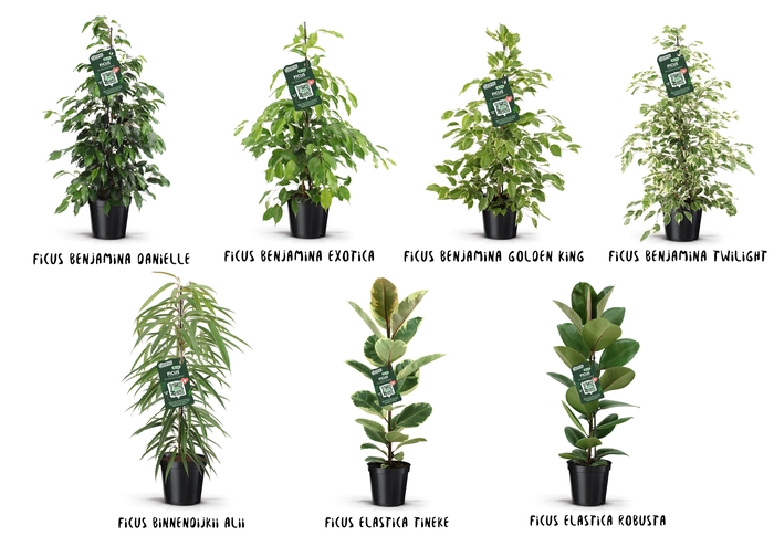<h4>Ficus Groen mix</h4>