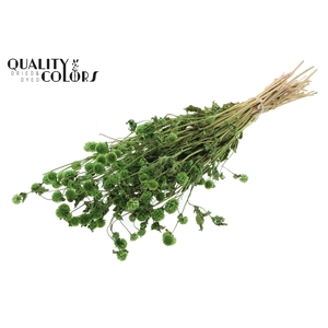 Gomphrena per bunch Green