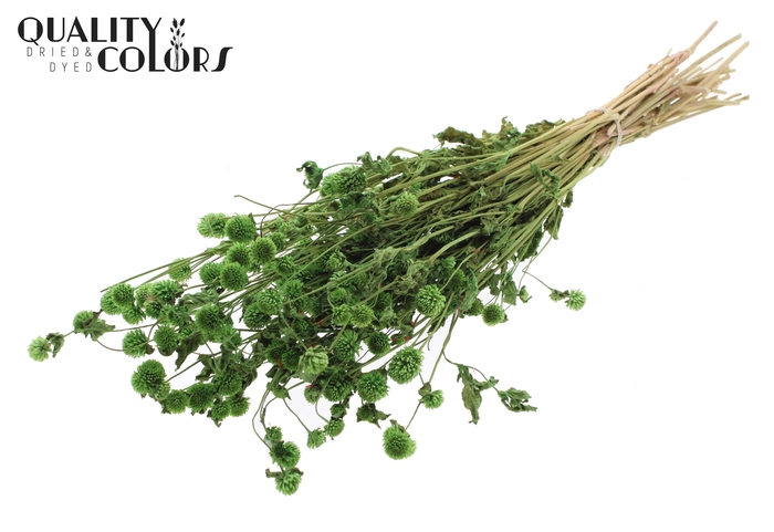 <h4>Gomphrena per bunch Green</h4>