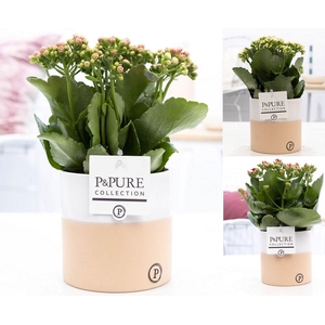 Kalanchoe mix in P&PURE Rosy ceramics