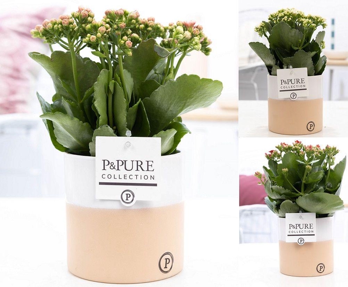 <h4>Kalanchoe mix in P&PURE Rosy ceramics</h4>
