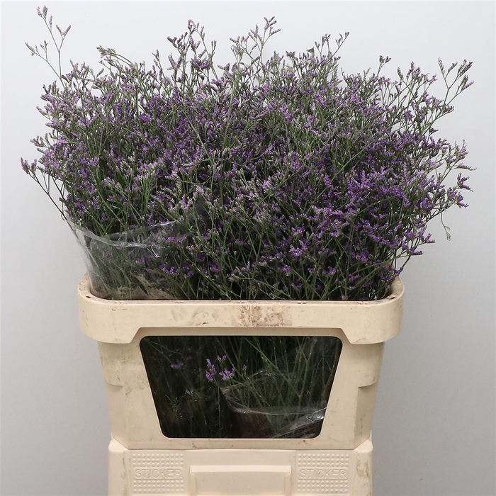 <h4>Limonium Sky Light</h4>