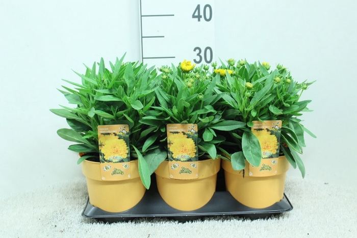 <h4>Coreopsis   ...</h4>