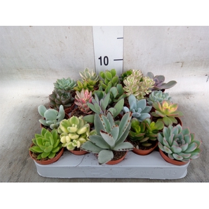 Succulents   ...