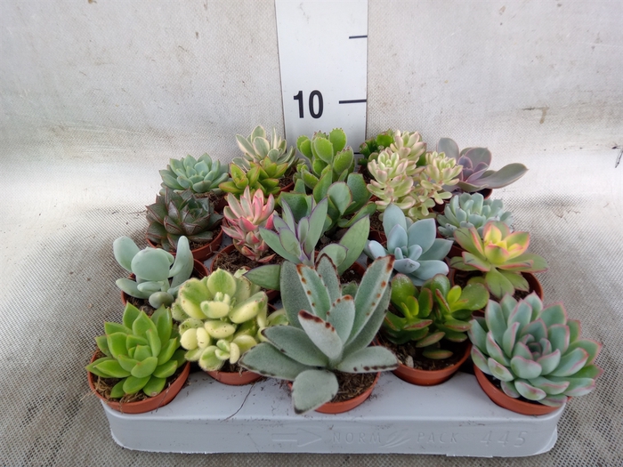 <h4>Succulents   ...</h4>