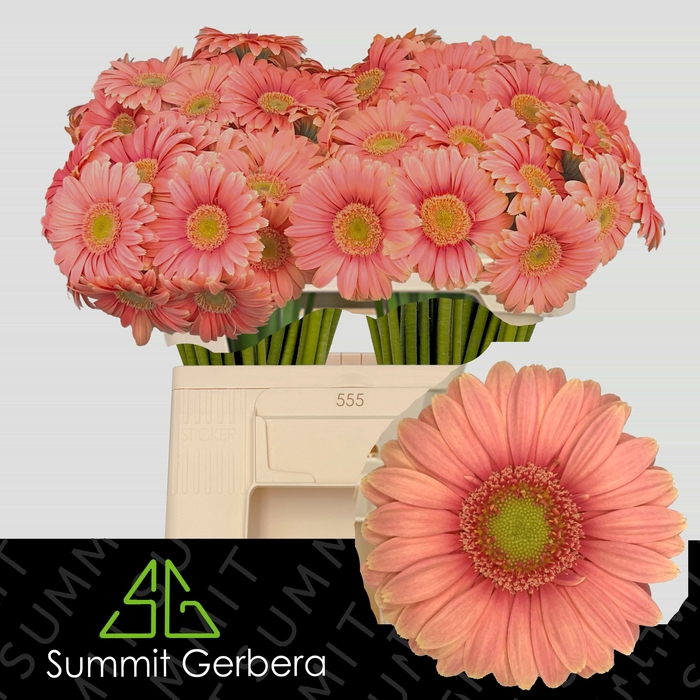 <h4>Germini Dora Water/Hoes x80</h4>