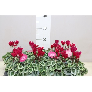 Cyclamen Kl S S Picasso Wijnrood