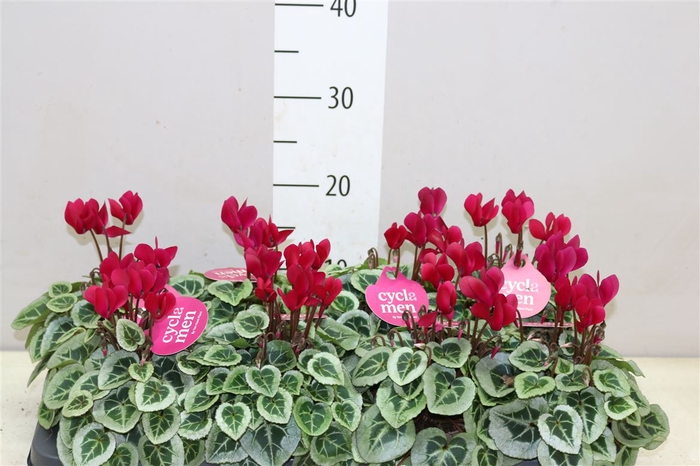 <h4>Cyclamen Kl S S Picasso Wijnrood</h4>