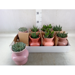 Succulents   ...