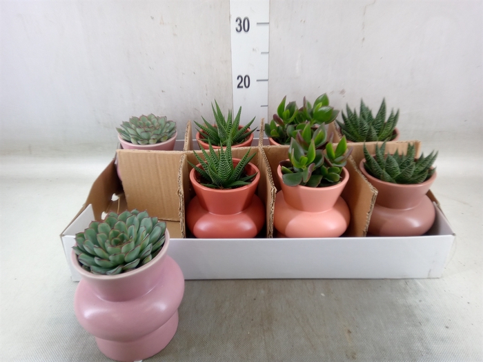 <h4>Succulents   ...</h4>