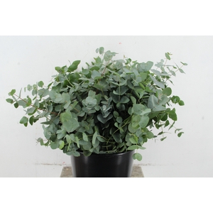 EUC CINEREA 150GR SHORT