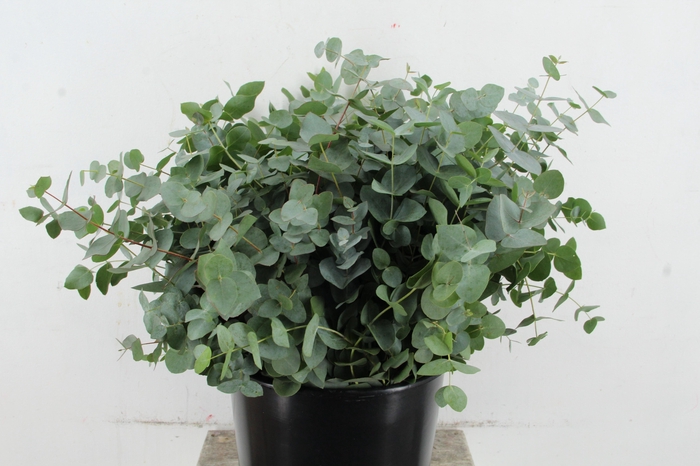 <h4>EUCA CINEREA</h4>