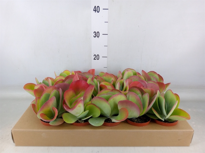<h4>Kalanchoe NF thyrsiflora</h4>