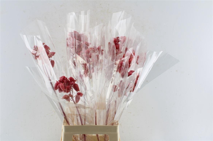 Kal Adans Apple Kids