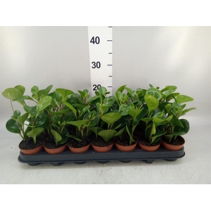 Peperomia