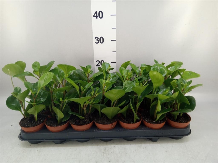 <h4>Peperomia</h4>