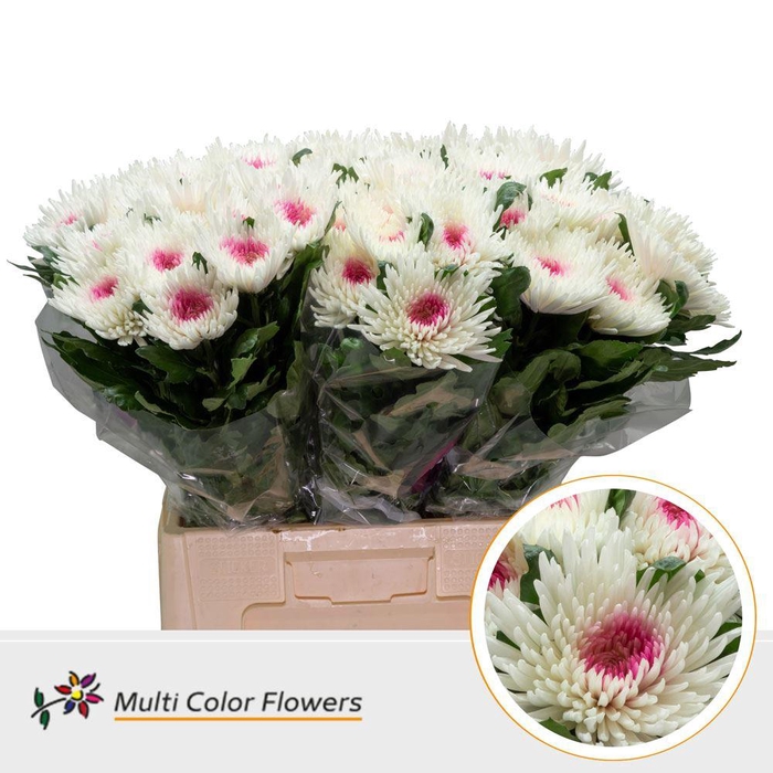 <h4>Chrysanthemum PL   ...colored H%</h4>